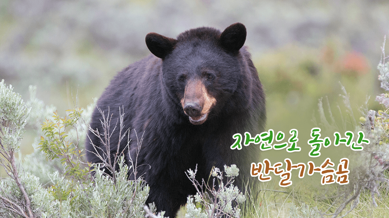 Asiatic Black Bear Back to Nature