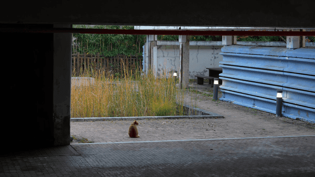 Cat sitting quietly in yard