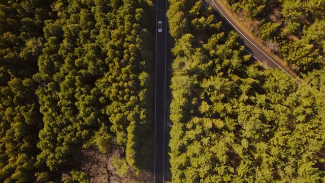 울창한 숲을 가로지르는 긴 도로