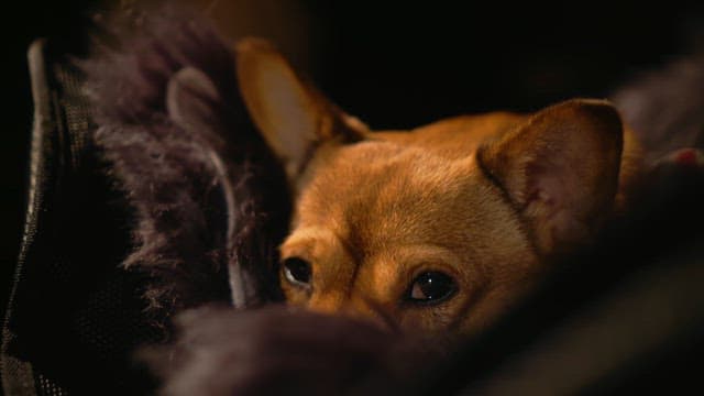 아늑한 환경에서 졸고 있는 개