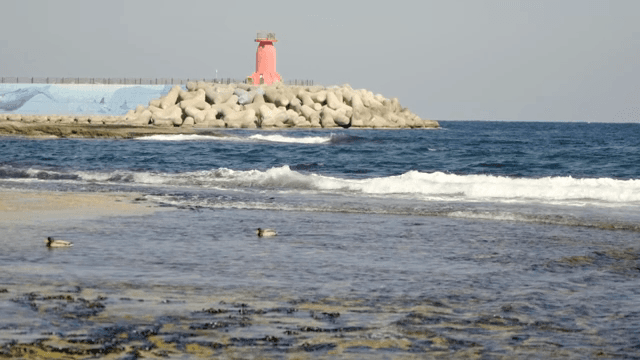Serene beach with ducks and a lighthouse