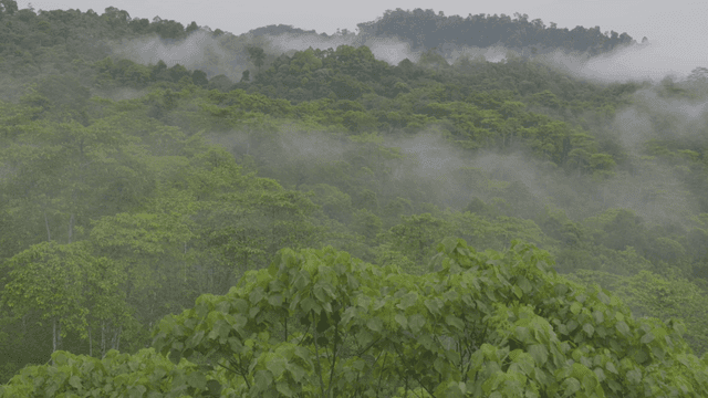 Lush green forest with misty hills