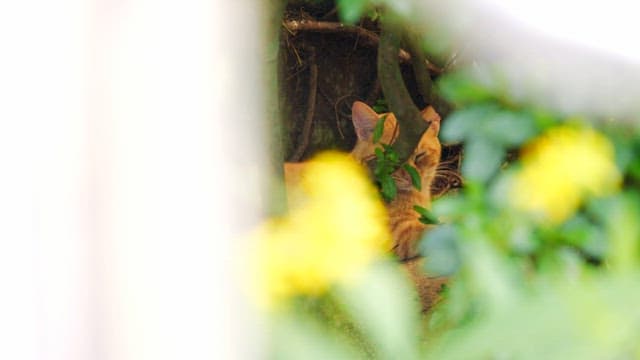 Cat resting quietly among the bushes