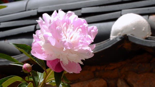 Pink peonies blooming under a tiled wall on a sunny day