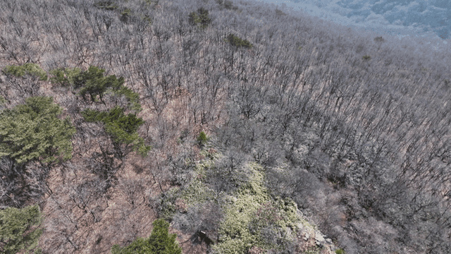 Aerial view of dry winter forest with rocks