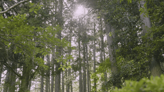 울창한 숲 사이로 비치는 햇빛
