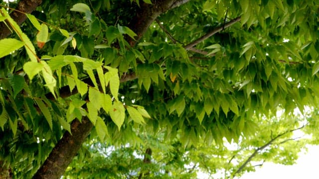 나뭇가지의 초록 잎