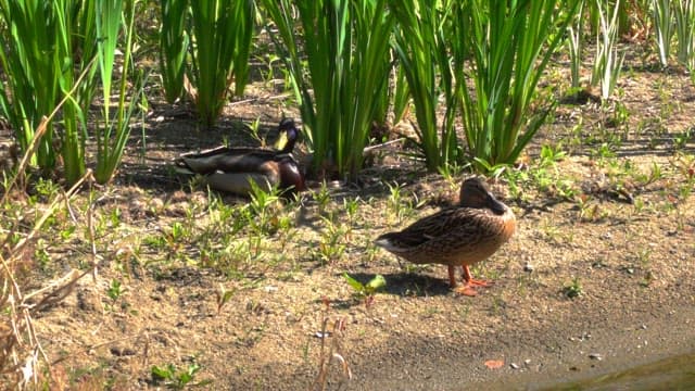 Ducks resting near the grassy bank in the afternoon