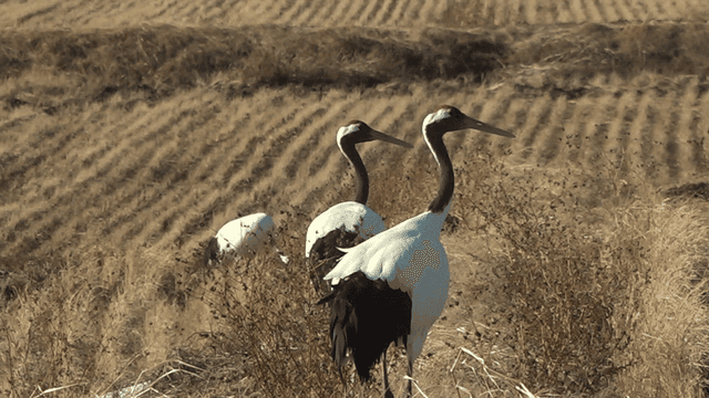 Cranes standing in a dry field