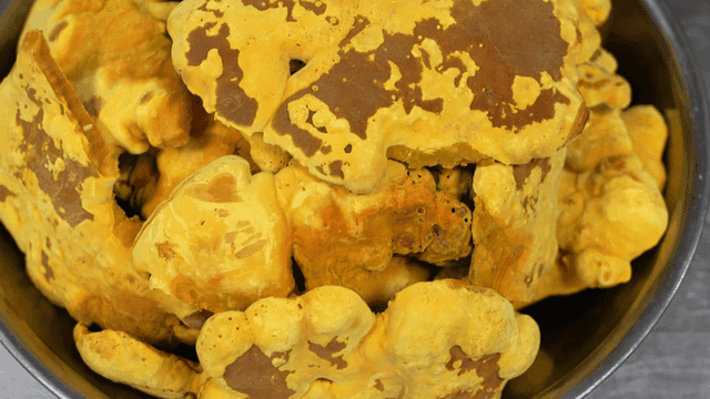 Bowl containing yellow sacred mushrooms