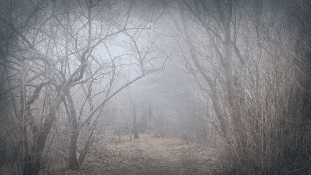 Winter foggy forest path