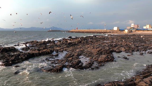 바위 해안 위를 나는 갈매기들