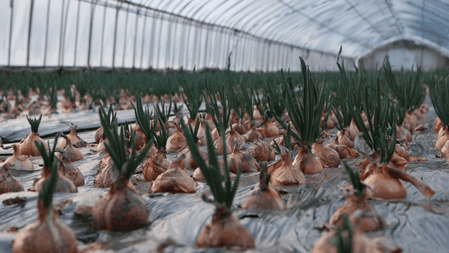 Onions growing in a greenhouse