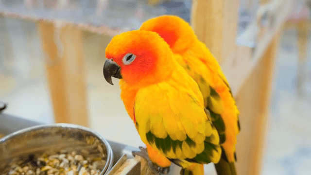 Two vibrant parrots perched indoors
