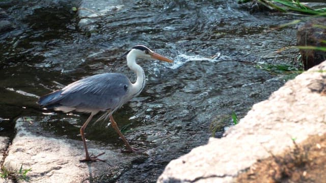 Heron standing on rocks by a stream on a sunny day