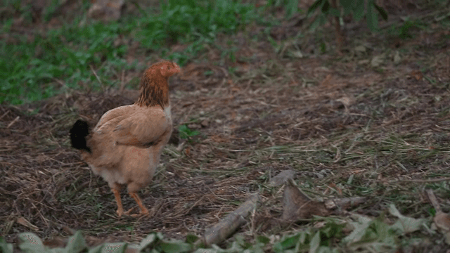 A chicken walking on a grassy field