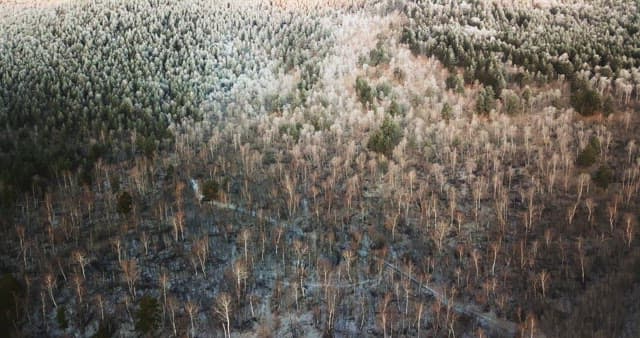 울창한 숲의 전경