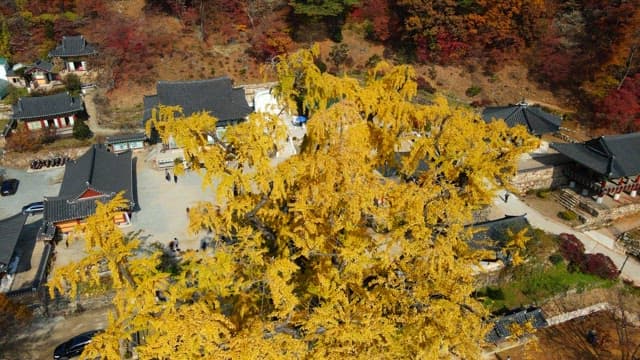 Large yellow ginkgo tree in the quiet temple garden