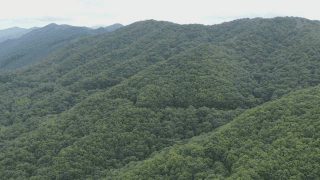 나무로 덮인 푸른 산