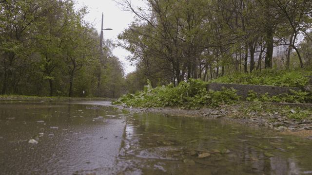 Rainy day in densely forested park.