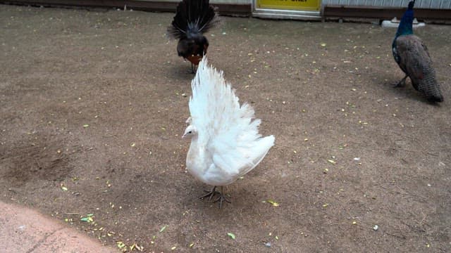 Peacocks displaying plumage in an outdoor enclosure