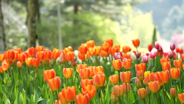 Vibrant Tulips Blooming in a Serene Park