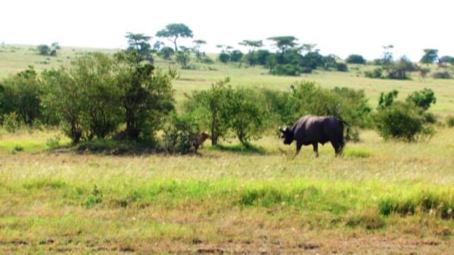 Buffalo Grazing and Hunting Cheetah in a Savannah