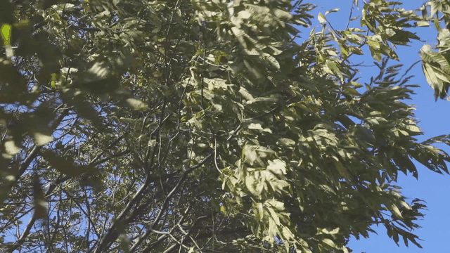 부드러운 바람에 흔들리는 나뭇잎