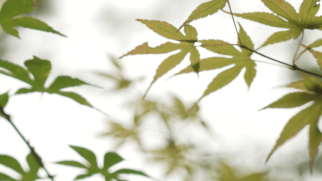 Green maple leaves swaying in breeze