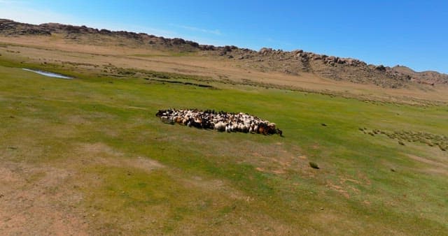 Herd of livestocks moving on a vast plain