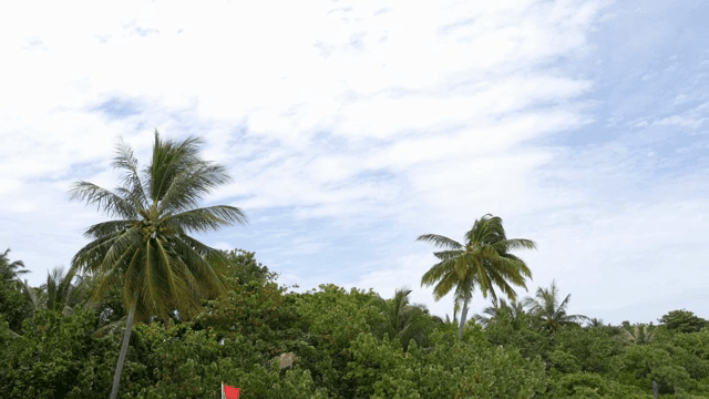 맑은 하늘 아래 열대 야자수