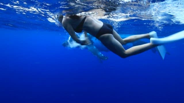 Diver Swimming with Whales Underwater