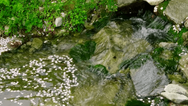 꽃잎이 떠다니는 고요한 시냇물