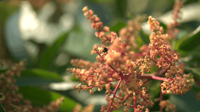 Bumblebee on branch of pink flowering mango tree