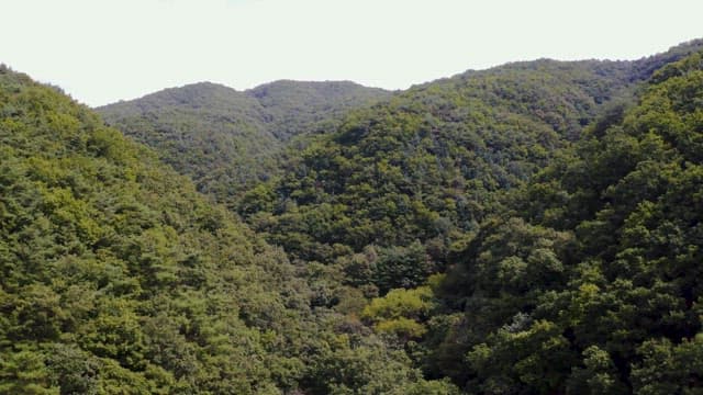 평화로운 산맥과 울창한 녹색 숲