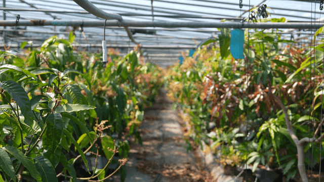 Lush green plants inside greenhouse