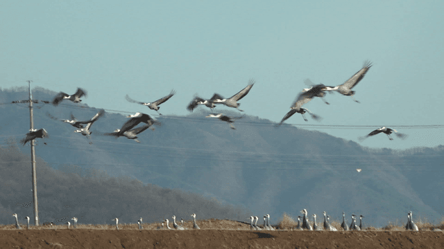 Cranes flying over a rural landscape