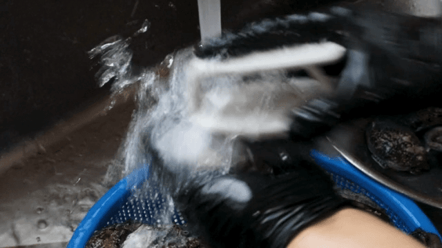 흐르는 물에 세척하는 전복