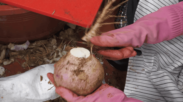 Person trimming roots of fresh turnip with knife