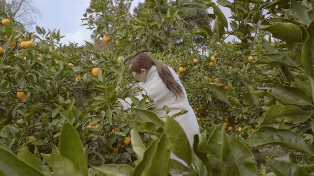 A woman harvesting tangerines in an orchard