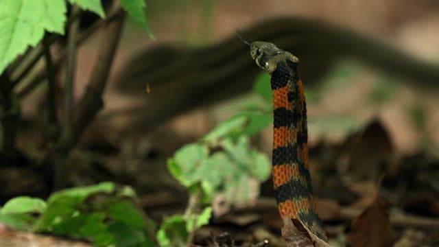 Vibrant Snake in Forest Undergrowth