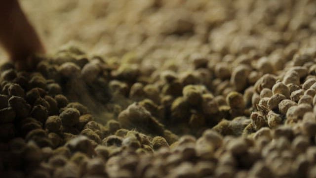 가득 쌓여 있는 콩알 메주를 뒤적이는 손