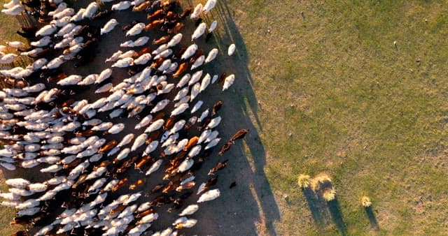 Herd of livestocks moving on a vast plain