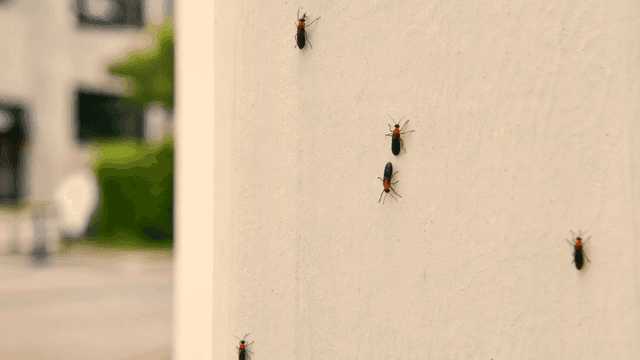 Insects crawling on a wall surface