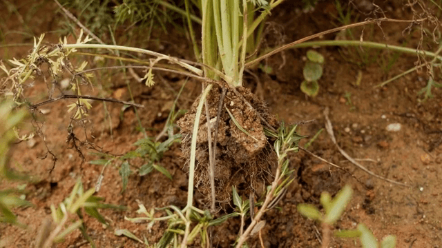 흙에서 당근을 수확하는 장면