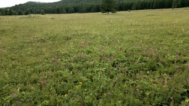 Vast green field with distant trees