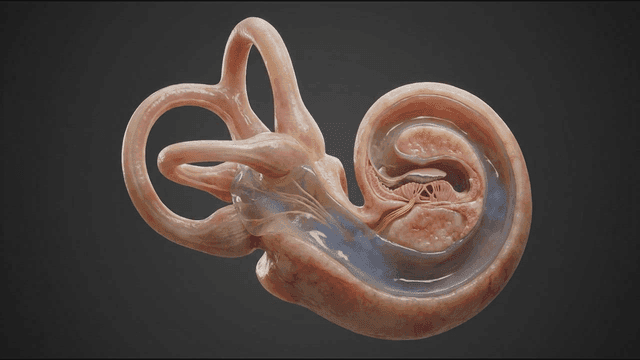 3D Anatomical Structure of Human Inner Ear