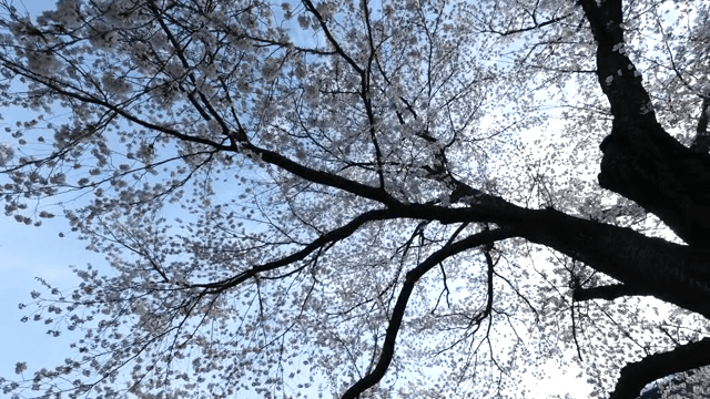 맑은 하늘 아래 만개한 벚꽃