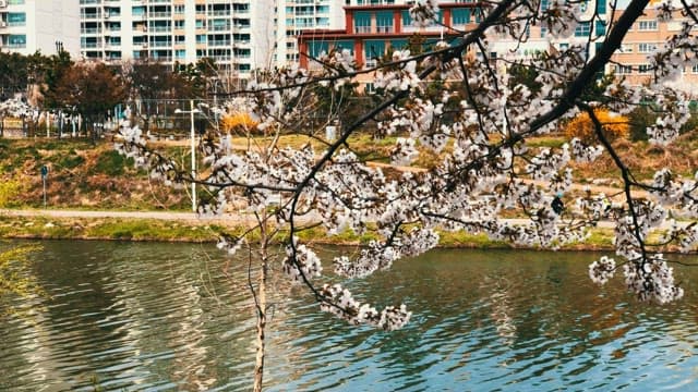 Blooming cherry blossoms along the riverside in a city park