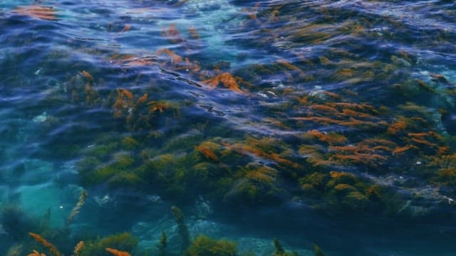 해조류가 있는 맑은 바닷물